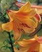 Lilium  AFRICAN QUEEN